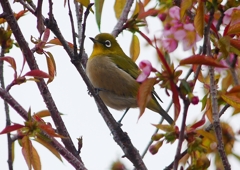 P1600004：桜メジロ_R