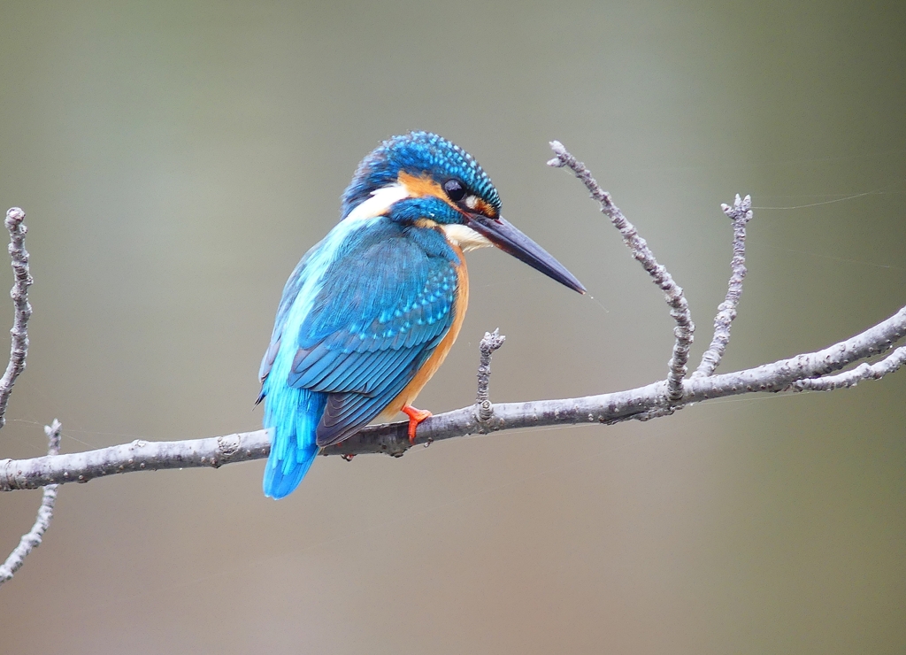 P1840406：カワセミ_R