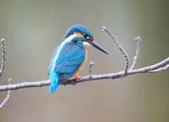 P1840406：カワセミ_R