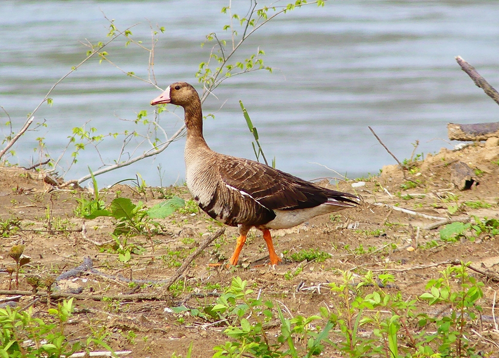 P4890363：マガン_R