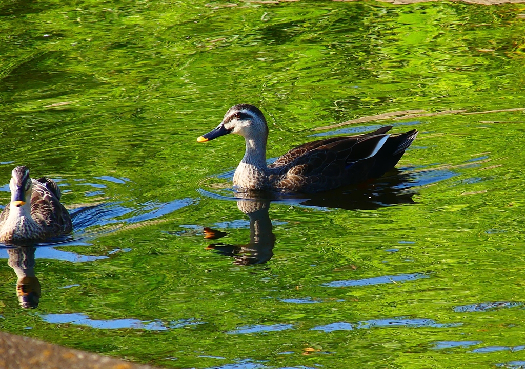 P4410871：カルガモ_R