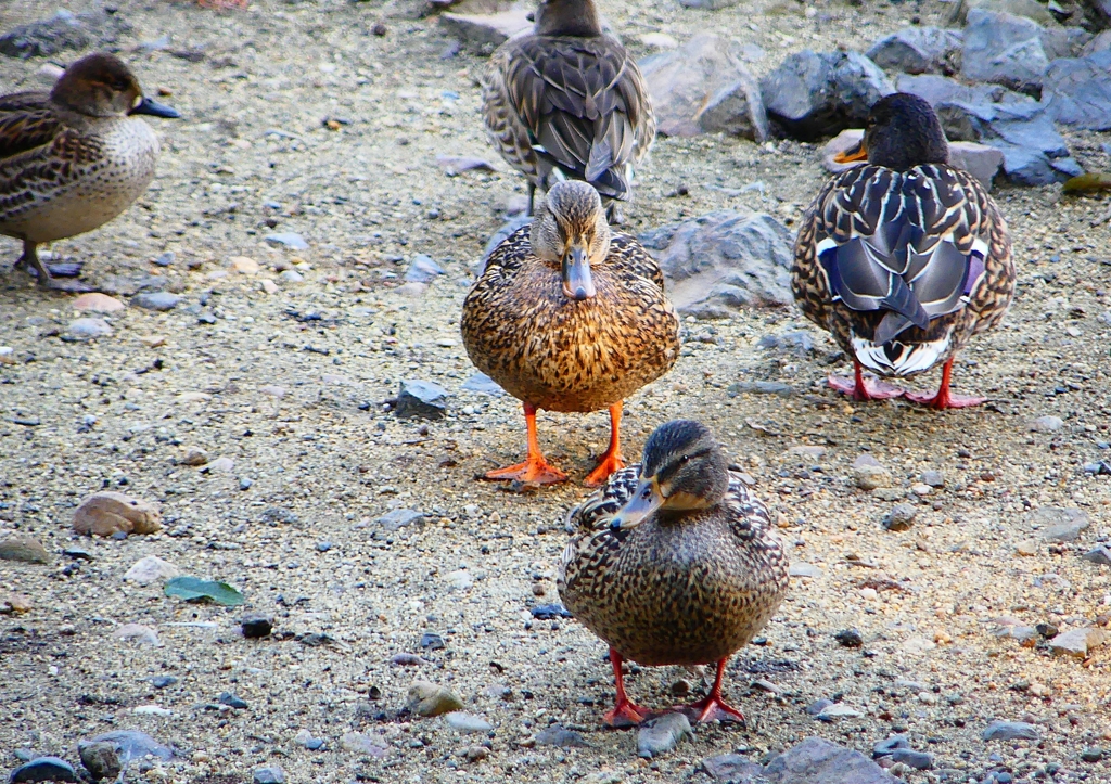 P1770166：トモエガモ、マガモ_R