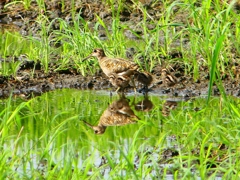 P1130264：タマシギ親子_R