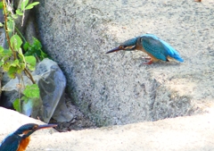 P1280604：カワセミ（メス）_R