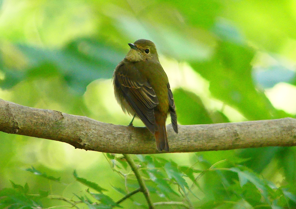 P1310748：キビタキ（メス）_R