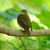 P1310748：キビタキ（メス）_R