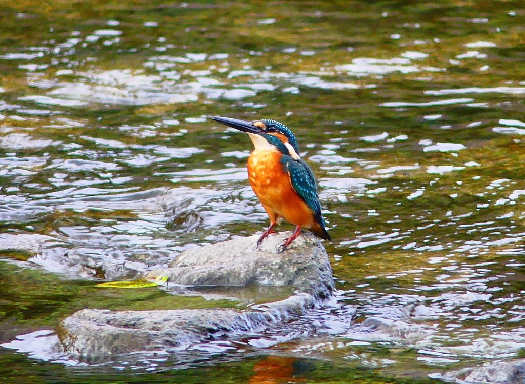 P4380504：カワセミ（オス）_R