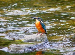 P4380504：カワセミ（オス）_R