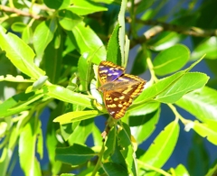 P4110200：コムラサキ_R