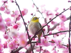 P3870403：ウメジロウ（メジロ）_R