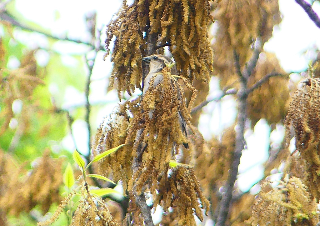 P1930645：ニュウナイスズメ_R