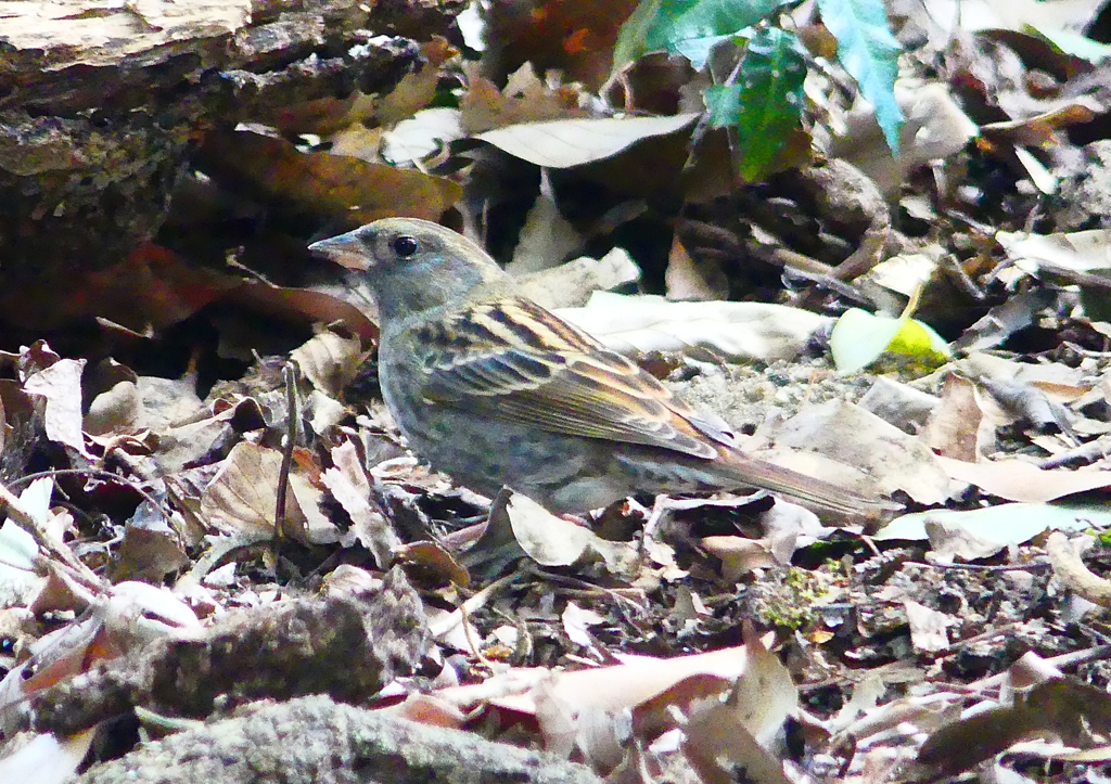 P1730853：クロジ_R