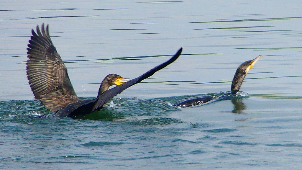 P1110833：カワウのバトル_R