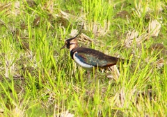 P1380701：タゲリ_R