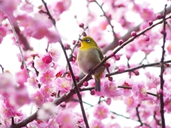 P3870355：ウメジロウ（メジロ）_R