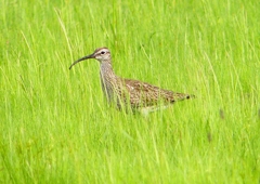 P2020580：チュウシャクシギ_R