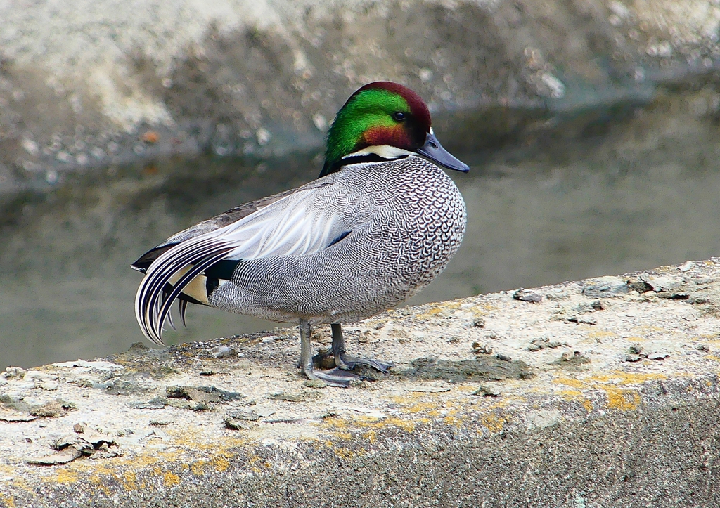 P1820651：ヨシガモ_R