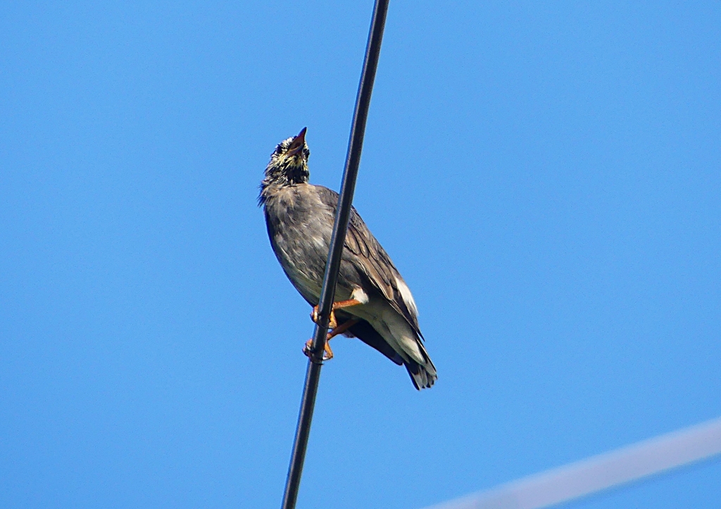 P1200096：ムクドリ_R