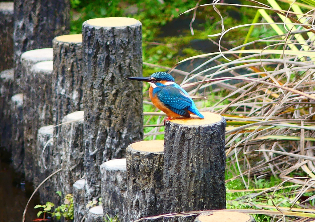 P3600161：カワセミ_R