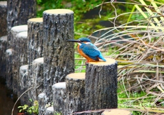 P3600161：カワセミ_R
