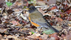 P1830285：オオアカハラ-05_R