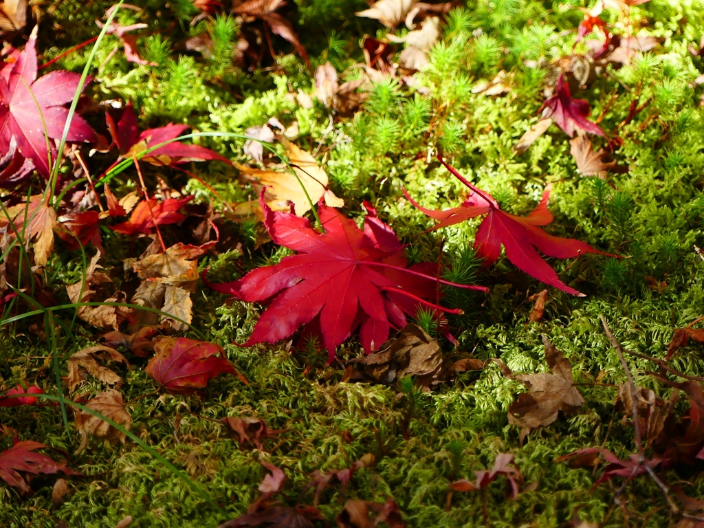 P1030516：永観堂＜京都の紅葉＞_R