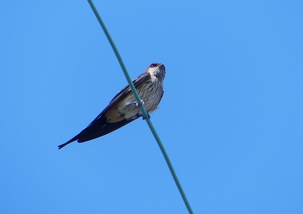 P1180643：コシアカツバメ_R