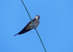 P1180643：コシアカツバメ_R