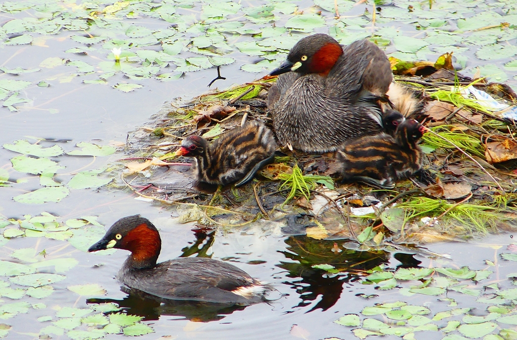 P1020841：カイツブリ親子_R