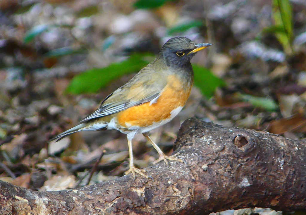 P1880884：オオアカハラ_R