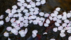 P1900254：花筏_R