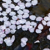 P1900254：花筏_R