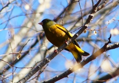 P1880259：カワラヒワ_R