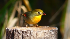 P1670017：ソウシチョウ-22_R