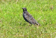 P4490799：ホシムクドリ_R