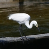 P1010393：ダイサギ_R