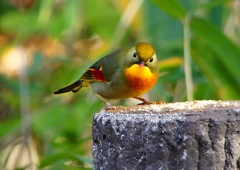P1520427：ソウシチョウ_R