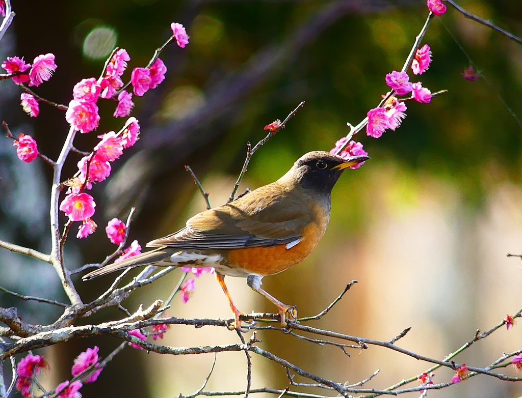 P4740215：オオアカハラ（オス）_R