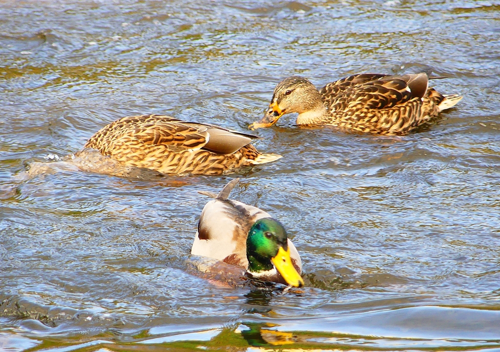 P1410729：マガモ_R