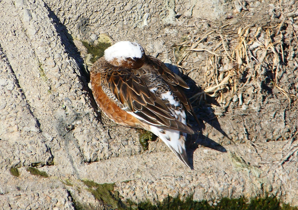 P1630676：頭が白いヒドリガモ_R