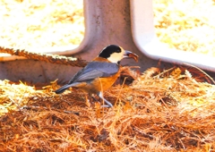 P1800782：ヤマガラ_R