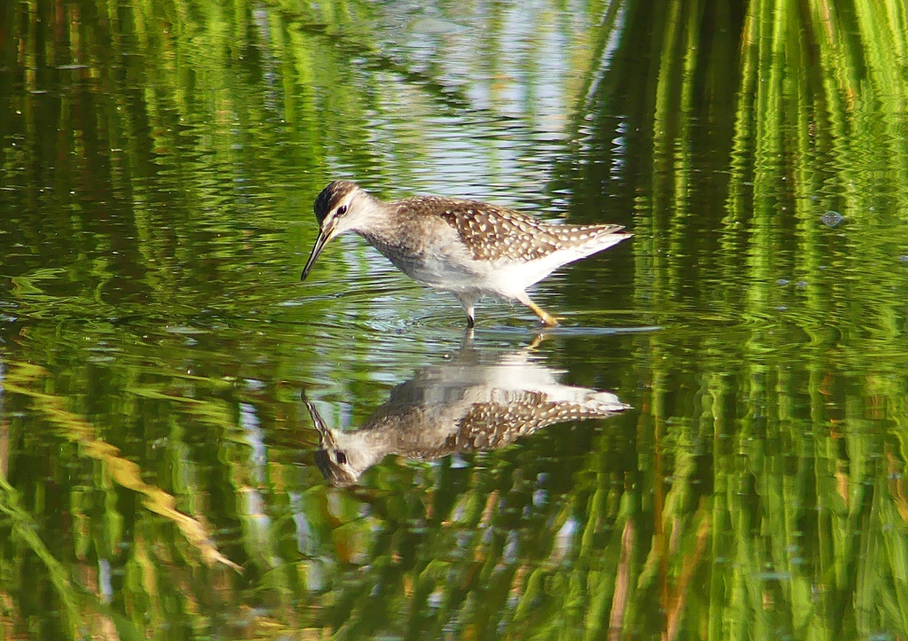P1250453：タカブシギ_R
