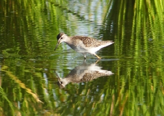 P1250453：タカブシギ_R