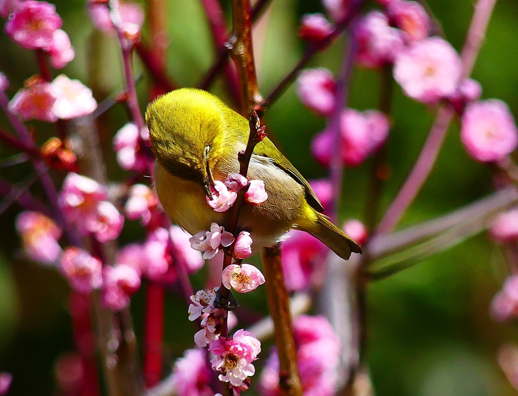 P4840733：梅にメジロ_R