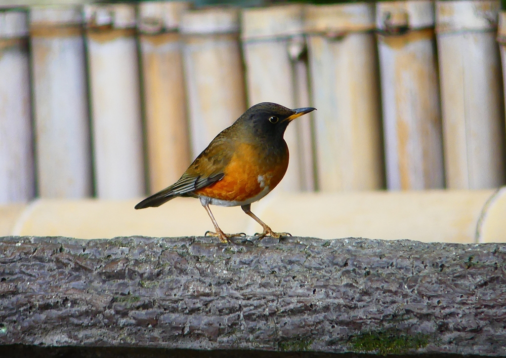 P4720006：オオアカハラ（オス）_R