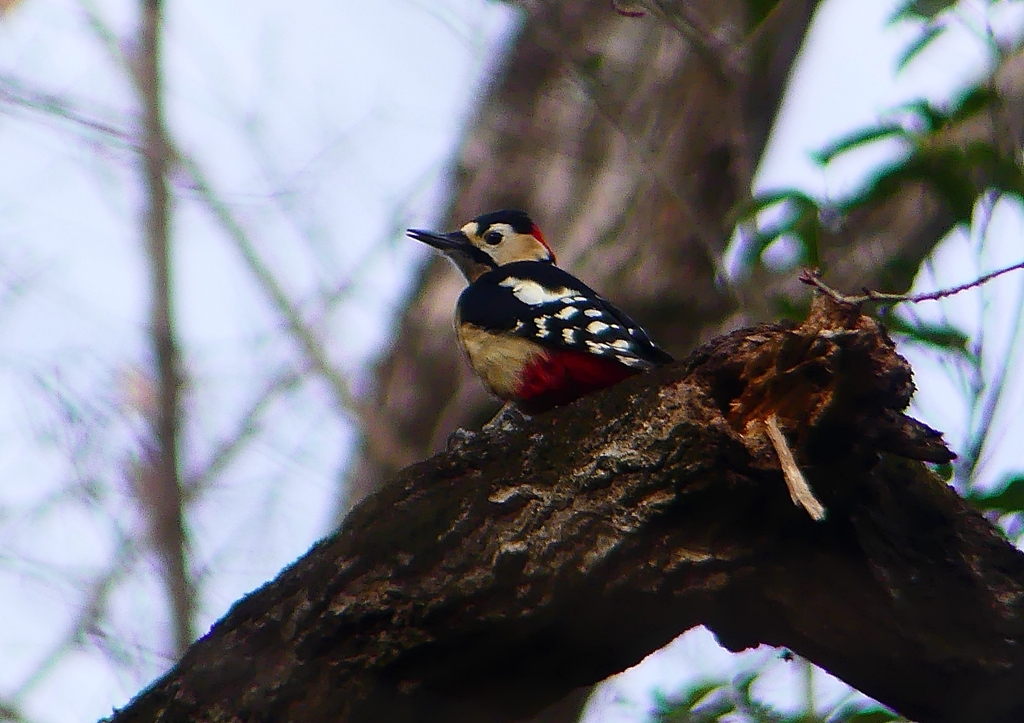 P1650080：アカゲラ（オス）_R