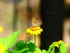 P1110371：ベニシジミ_R
