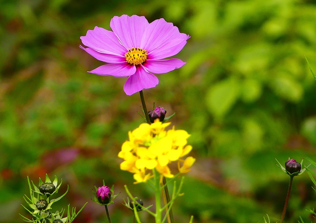 P1440295：菜の花とコスモス_R