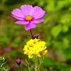 P1440295：菜の花とコスモス_R