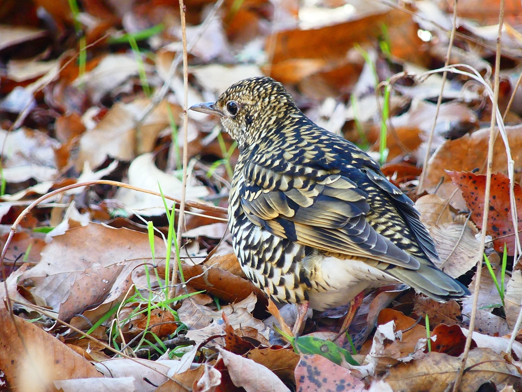 P3750815：トラツグミ_R